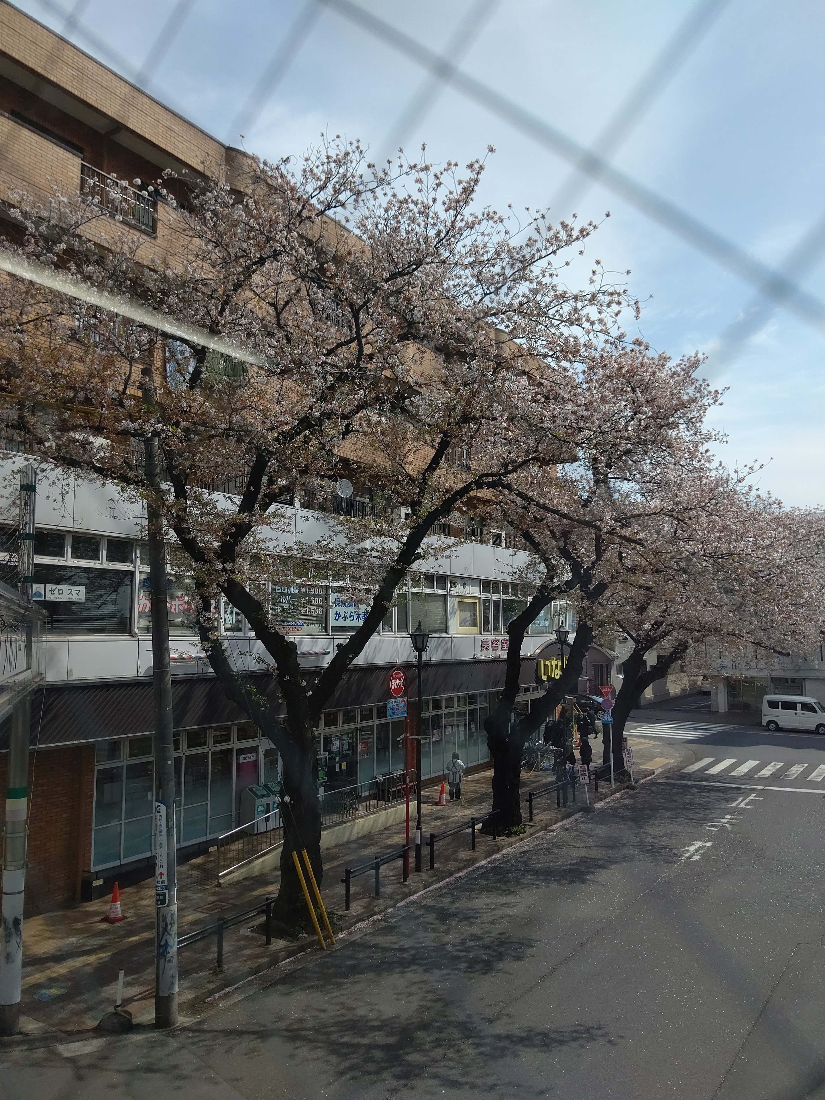 桜