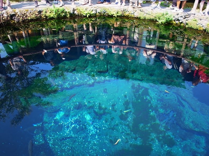 忍野八海 中池
